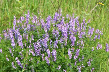 Vicia tenuifolia vahşi çayırlarda çiçek açar.