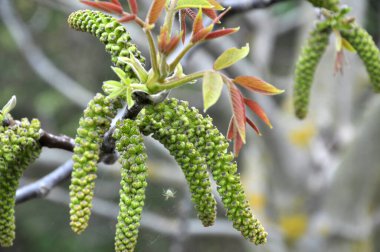 Bulanık bir arka plan üzerinde bahar çiçekli ceviz