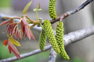 Bulanık bir arka plan üzerinde bahar çiçekli ceviz