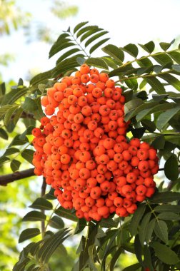 Doğada, Rowan 'ın bir dalında sıradan (Sorbus aucuparia) olgun meyveler