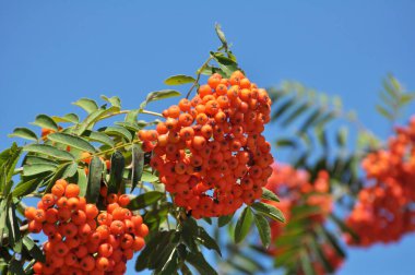 Doğada, Rowan 'ın bir dalında sıradan (Sorbus aucuparia) olgun meyveler