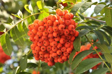 Doğada, Rowan 'ın bir dalında sıradan (Sorbus aucuparia) olgun meyveler