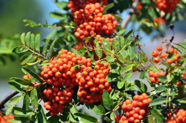 Doğada, Rowan 'ın bir dalında sıradan (Sorbus aucuparia) olgun meyveler