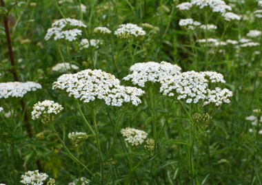 Yarrow (Achillea) otlar arasında vahşi doğada çiçek açar
