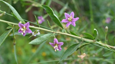 Vahşi doğada bir dal dalı açar Lycium barbarlığı