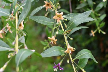Vahşi doğada bir dal dalı açar Lycium barbarlığı