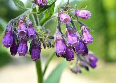 Çayırda, yabani otların arasında kuş (Symphytum officinale) çiçek açıyor.