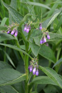 Çayırda, yabani otların arasında kuş (Symphytum officinale) çiçek açıyor.