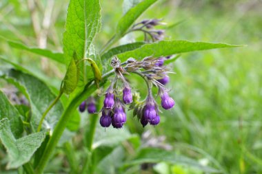 Çayırda, yabani otların arasında kuş (Symphytum officinale) çiçek açıyor.