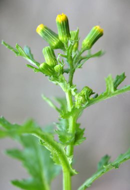 Doğada Senecio vulgaris yabani ot gibi yetişir.