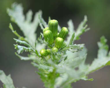 Doğada Senecio vulgaris yabani ot gibi yetişir.