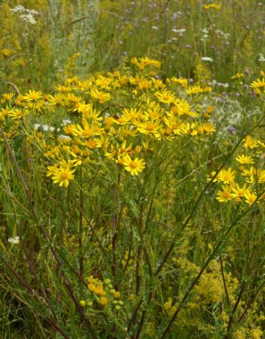 Vahşi doğada, Jacobaea vulgaris bitkisi otların arasında yetişir.