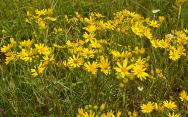 Vahşi doğada, Jacobaea vulgaris bitkisi otların arasında yetişir.