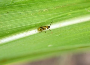 Bitki zararlı bir böcektir - Batı mısır böceği (Diabrotica virgifera virgifera virgifera)