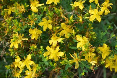 Vahşi doğada ormanda hiperikum performansı açar. 