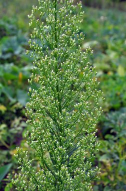 Erigeron kanadensis yazın doğada yetişir.