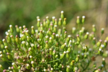 Erigeron kanadensis yazın doğada yetişir.