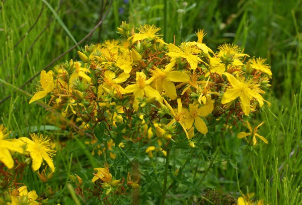 Het Wild Het Bos Bloeien Hypericum Perforatum — Stockfoto