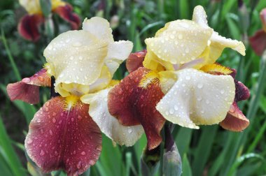 Baharda, süsen çiçekleri çiçek açar.