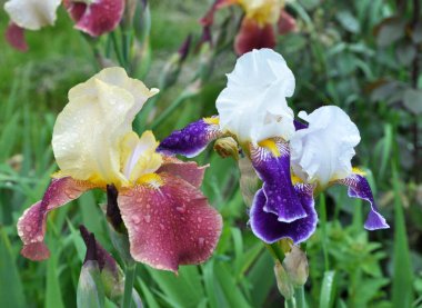 Baharda, süsen çiçekleri çiçek açar.