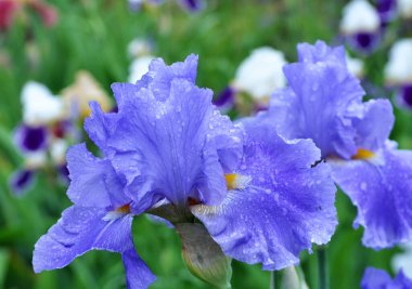 Baharda, süsen çiçekleri çiçek açar.