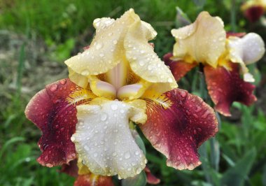 Baharda, süsen çiçekleri çiçek açar.