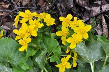 Baharda, Caltha Palustris nemli alder ormanında yetişir. 