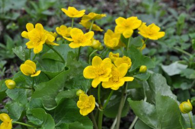 Baharda, Caltha Palustris nemli alder ormanında yetişir. 