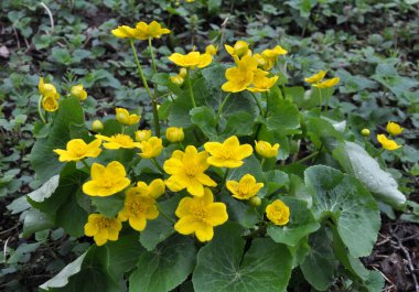 Baharda, Caltha Palustris nemli alder ormanında yetişir. 