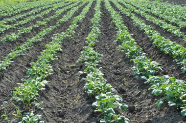 Bir çiftçinin tarlasında büyüyen genç patatesler toplandı