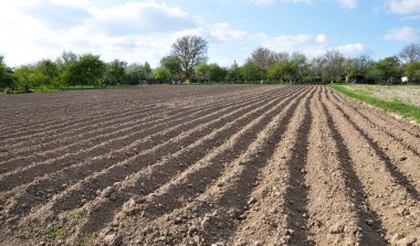 Bir çiftçinin tarlasında büyüyen genç patatesler toplandı
