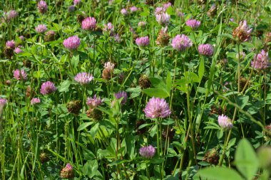 Yonca (Trifolium pratense) yabani otların arasındaki çayırda yetişir. 