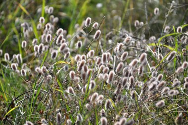 Trifolium arvense çayırda, yabani otların arasında yetişir. 