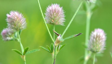 Trifolium arvense çayırda, yabani otların arasında yetişir. 