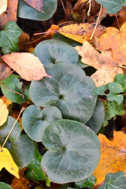 Asarum europaeum vahşi ormanda yetişir.