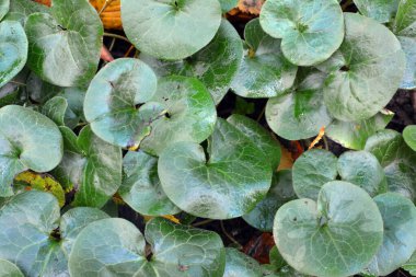 Asarum europaeum vahşi ormanda yetişir.