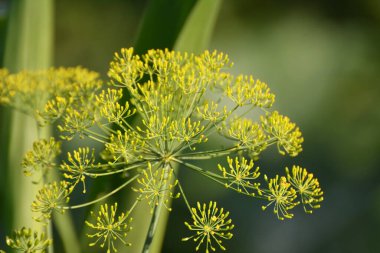 Bahçedeki açık arazide dereotu yetişir (Anethum Graveolens)