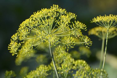Bahçedeki açık arazide dereotu yetişir (Anethum Graveolens)