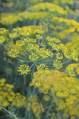 Bahçedeki açık arazide dereotu yetişir (Anethum Graveolens)