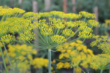 Bahçedeki açık arazide dereotu yetişir (Anethum Graveolens)
