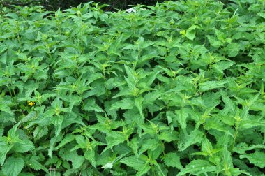 Yeşil yapraklı ısırgan otları doğal çalılıklarda yetişir (Urtica dioica)..