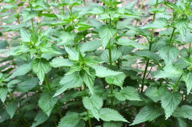 Yeşil yapraklı ısırgan otları doğal çalılıklarda yetişir (Urtica dioica)..