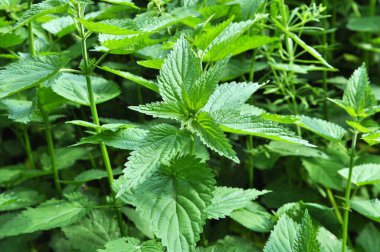 Yeşil yapraklı ısırgan otları doğal çalılıklarda yetişir (Urtica dioica)..