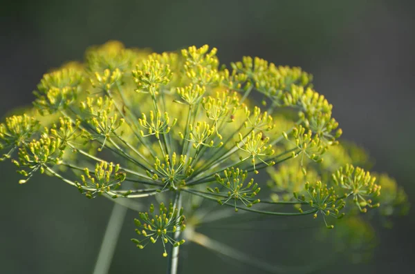 Volle Grond Tuin Groeit Dille Anethum Graveolens — Stockfoto