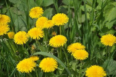 Karahindiba (Taraxacum officinale) baharda vahşi doğada yetişir.