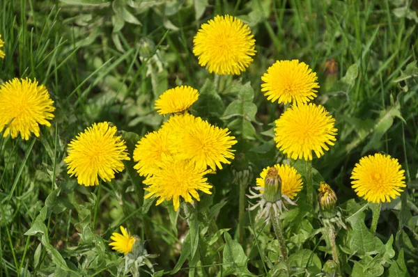 Dente Leão Taraxacum Officinale Cresce Natureza Primavera — Fotografia de Stock