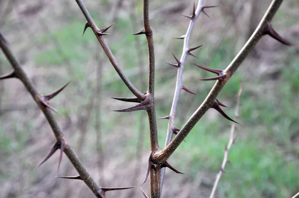 Las Espinas Agudas Sobre Rama Del Arbusto Árbol Acercan — Foto de Stock