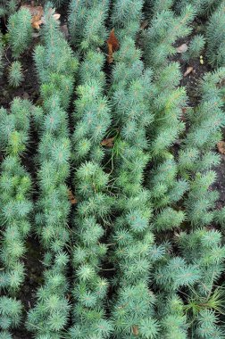 Genç kozalaklı ağaçların tohumları ormandaki bir fidanlıkta yetişiyor.