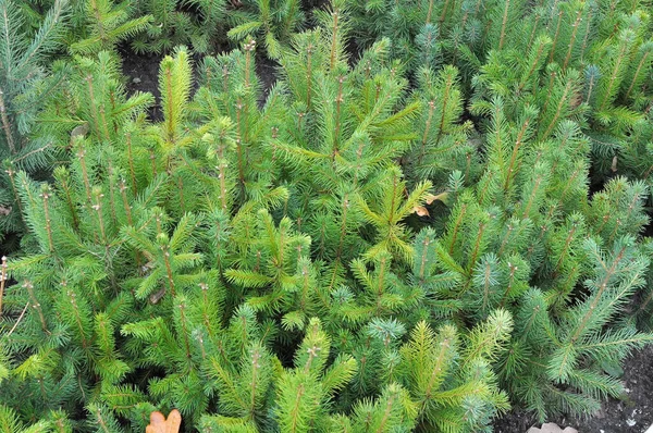 Mudas Árvores Coníferas Jovens Cultivadas Viveiro Silvicultura — Fotografia de Stock