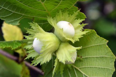 Fındıklar fındık dalında olgunlaşır.